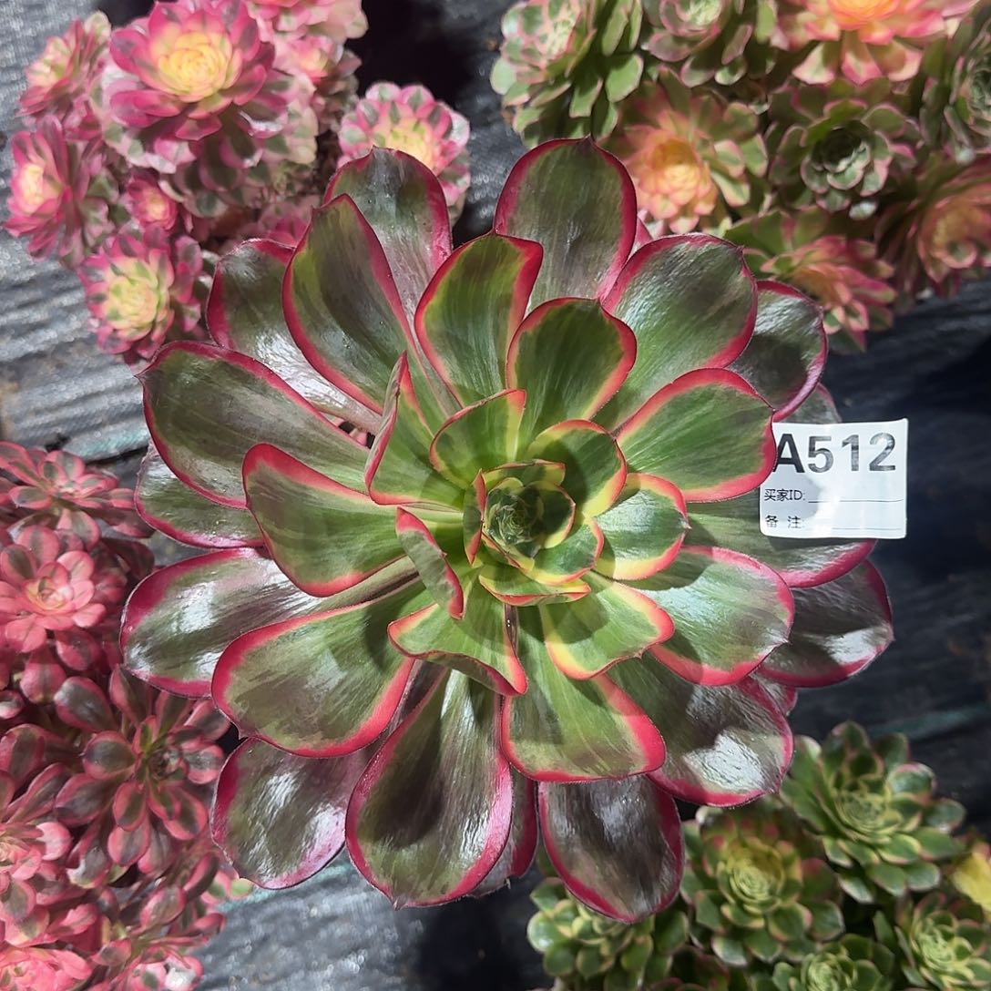 红魔女多肉法师512