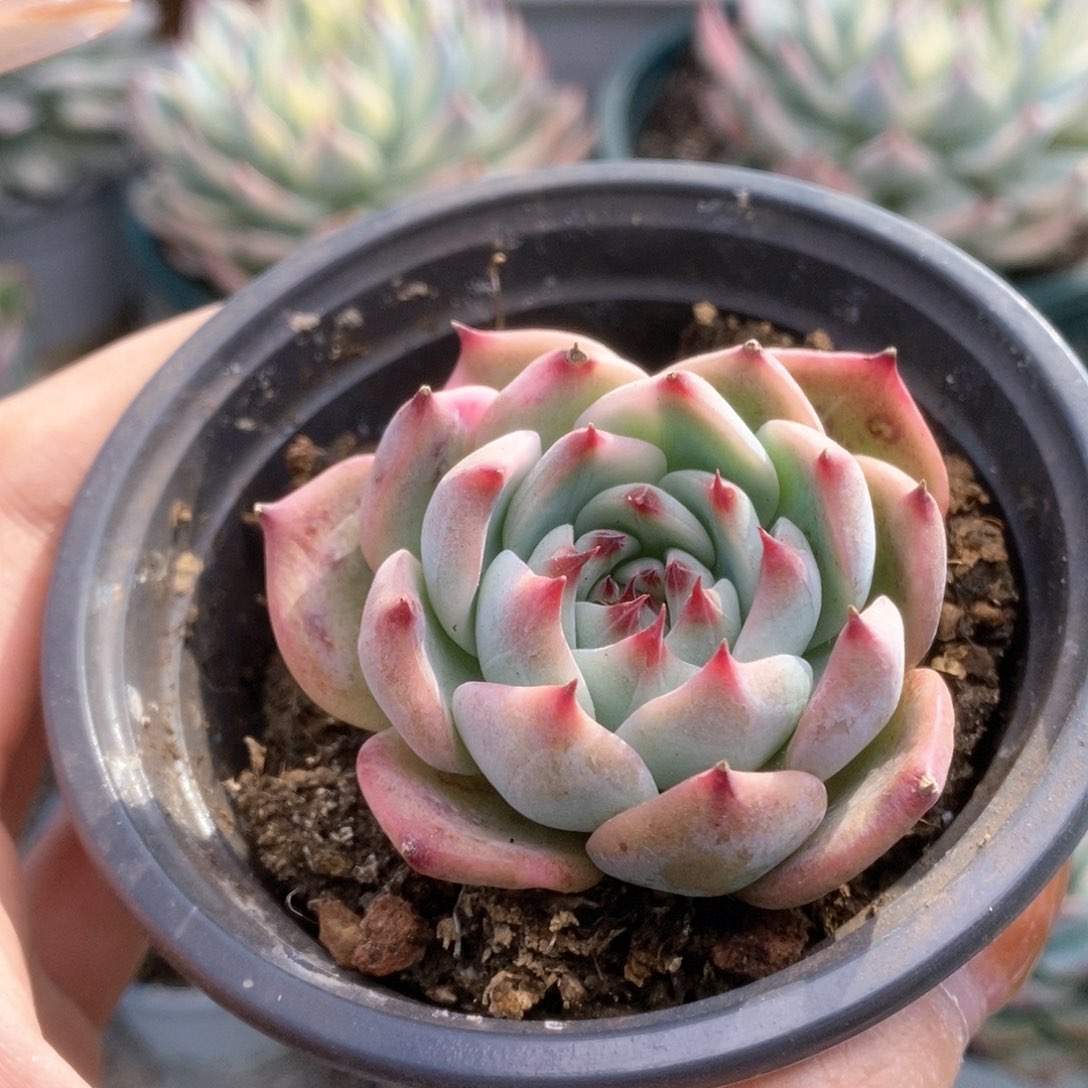 097锦锦锦锦锦锦锦