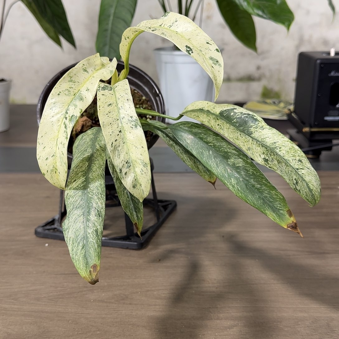 无花朵羽毛锦蔓绿绒