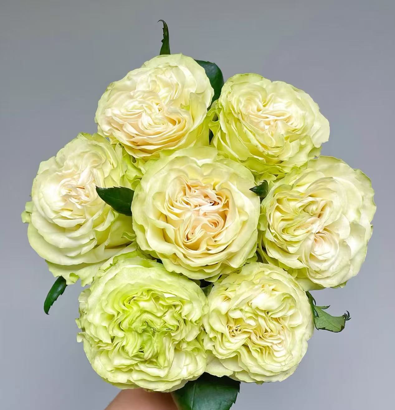 【琉璃翠】单头玫瑰