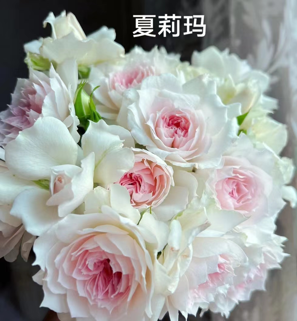 夏莉玛中苗  四季灌木月季