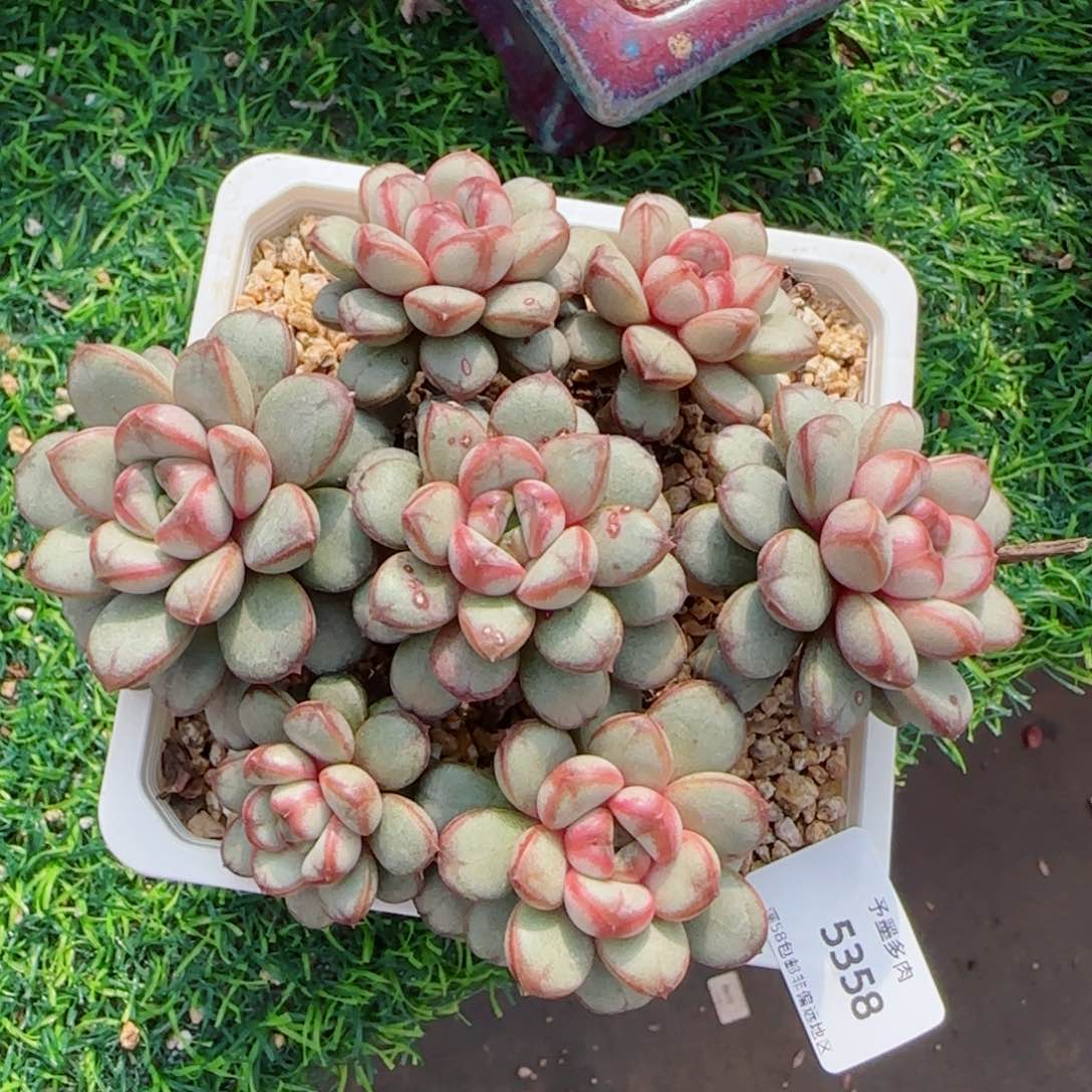 葡萄手捧，5358多肉植物