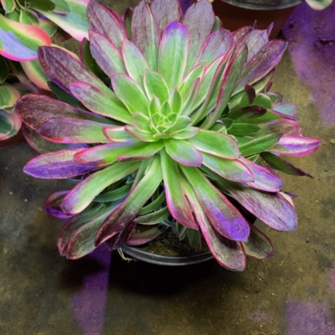 海王多肉植物4716