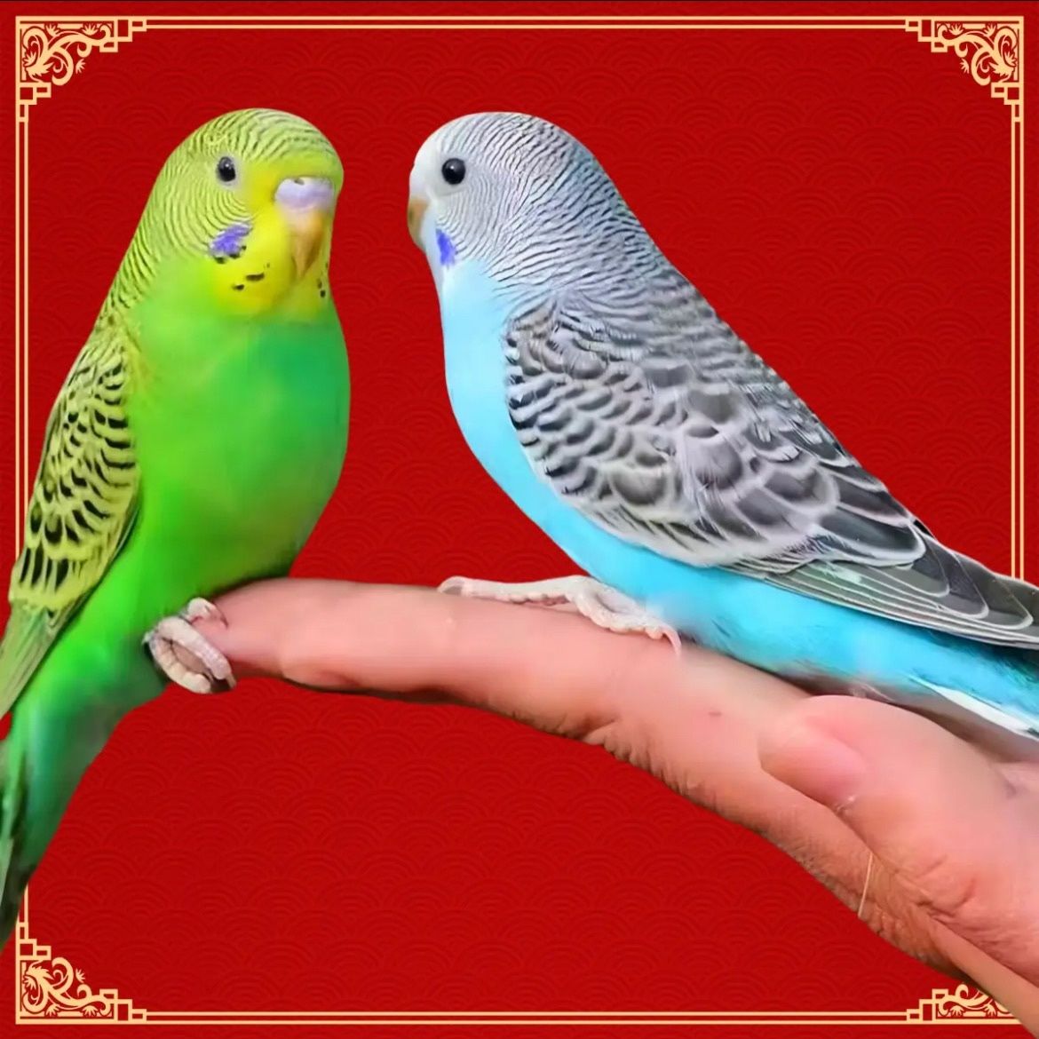 【新疆发货】手养鸟适合家养可繁殖观赏亲人