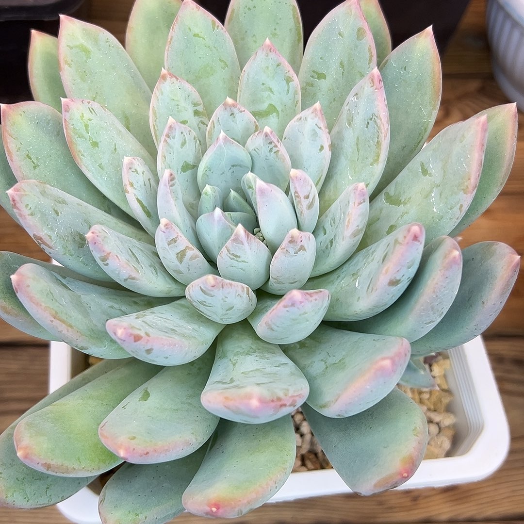 蔬***子美人那件手捧，一物一拍