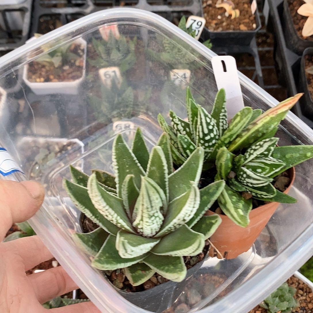 红陶a****莉1号皇帝天使之泪