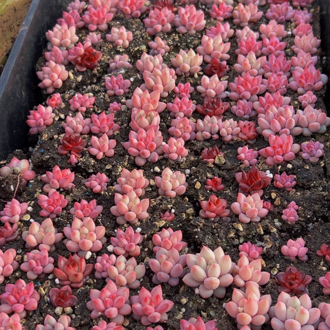 E***y947多肉葡萄的味道是