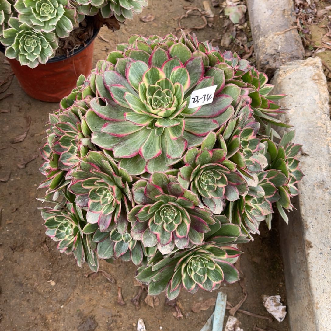 12-23-34莲花座法师锦