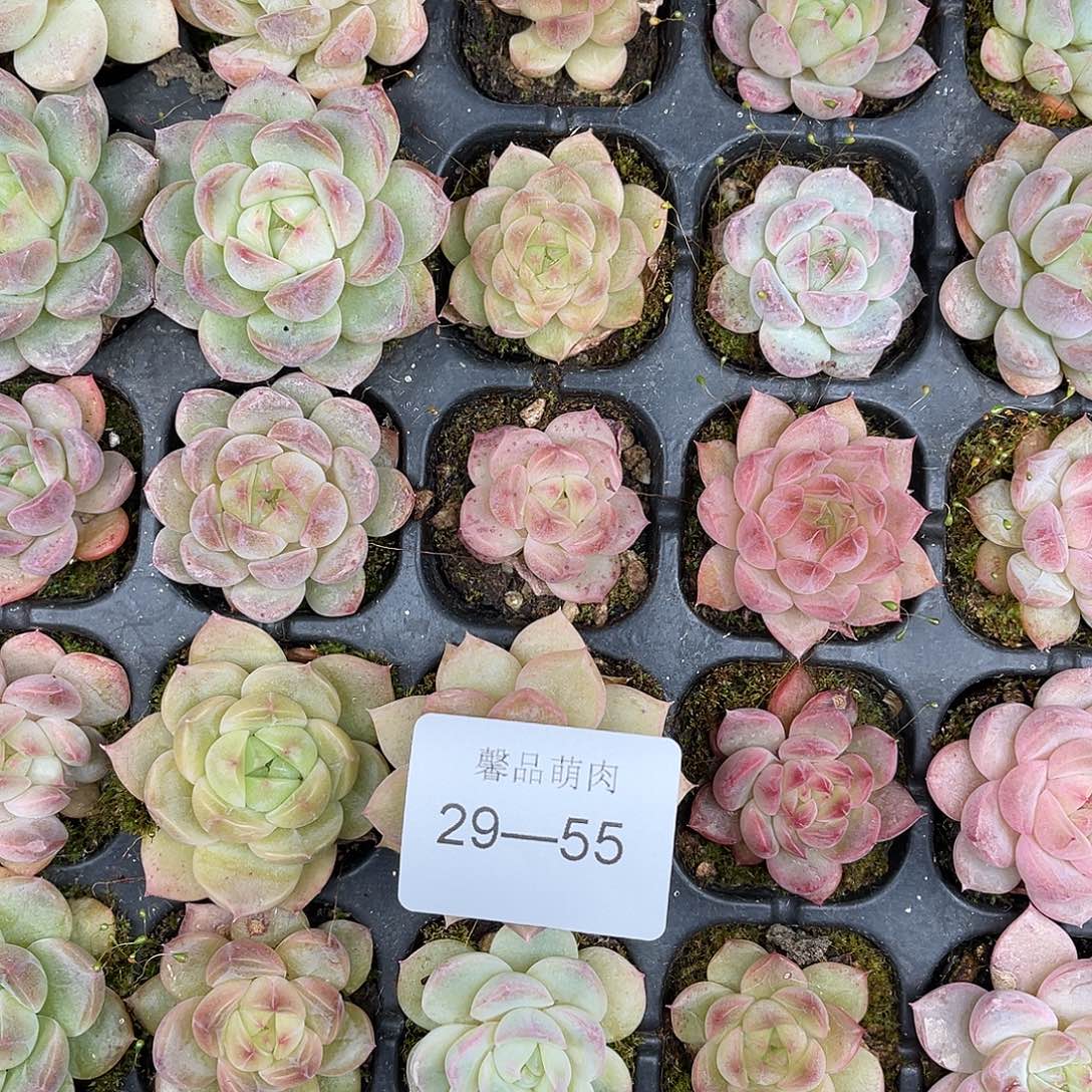 小***雨多肉一物一拍29-55