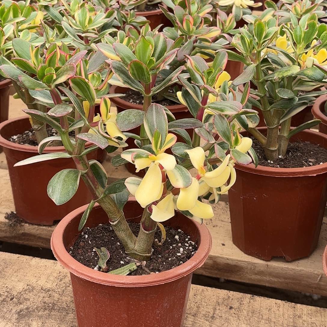 山***林6688三色花月白锦带土球发球