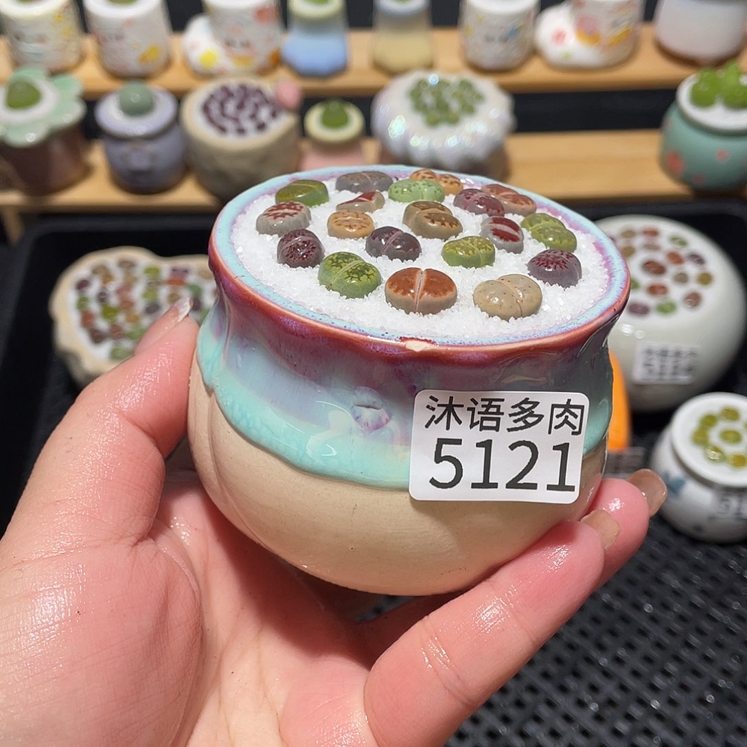 带盆土植物一物一拍5121盆微瑕