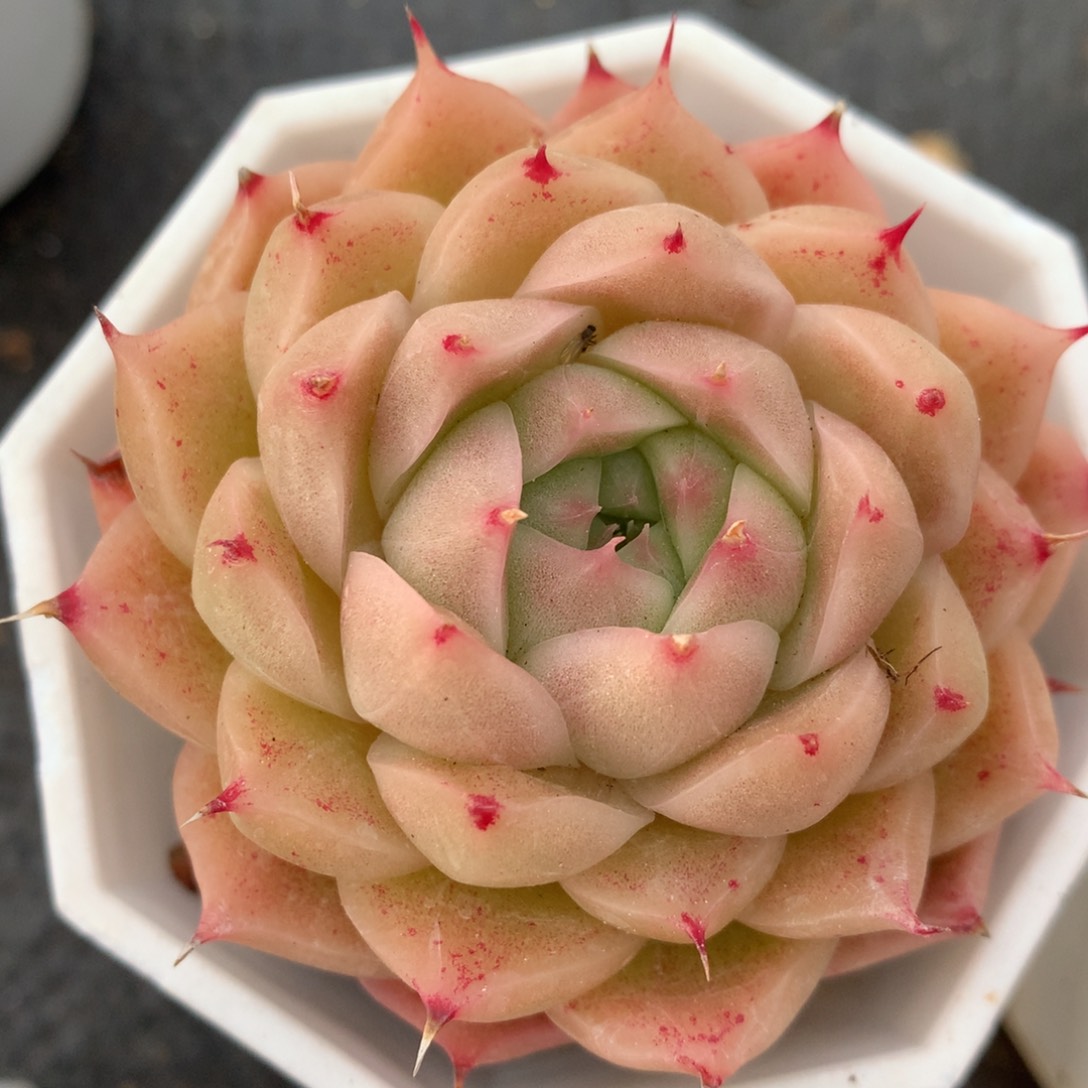 0215-111 麦杆优选