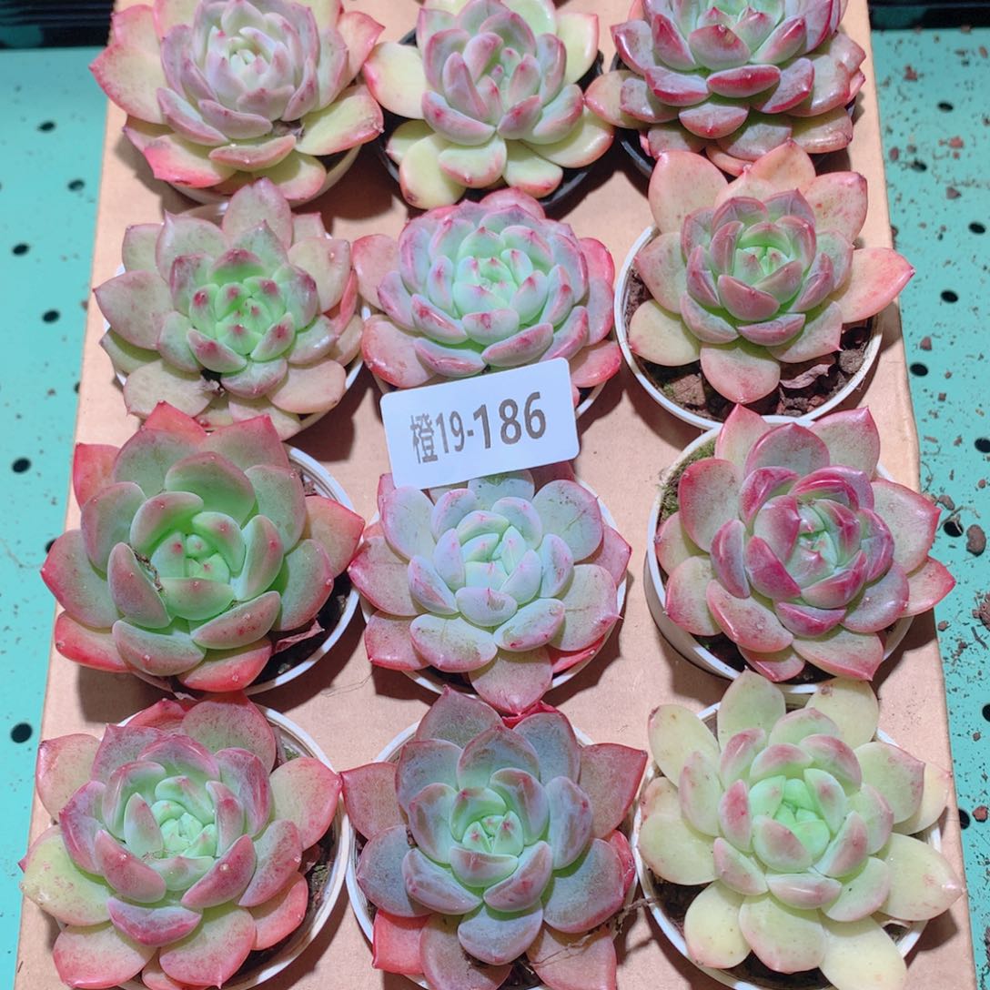 19-186一物一拍多肉带盆18颗