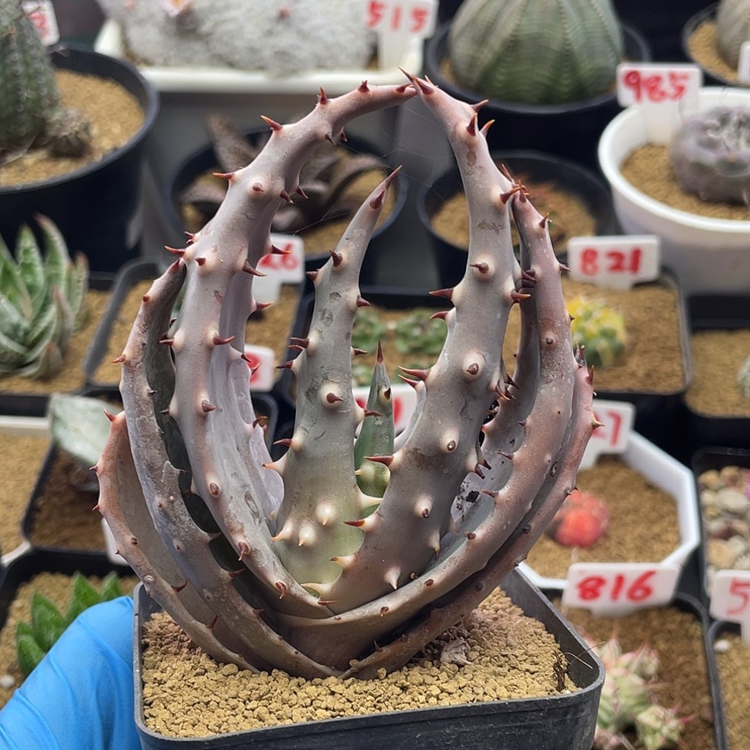 实生宽叶王刺锦芦荟仙人球