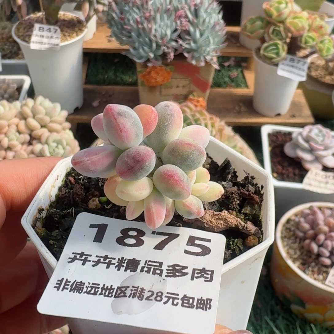 1875一物一拍（满28包邮）