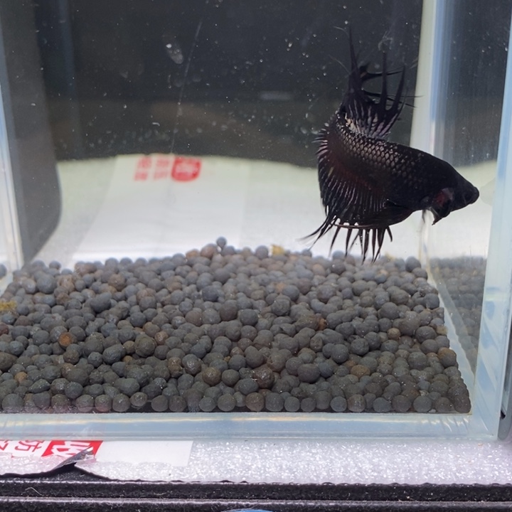 斗鱼泰国斗鱼387号