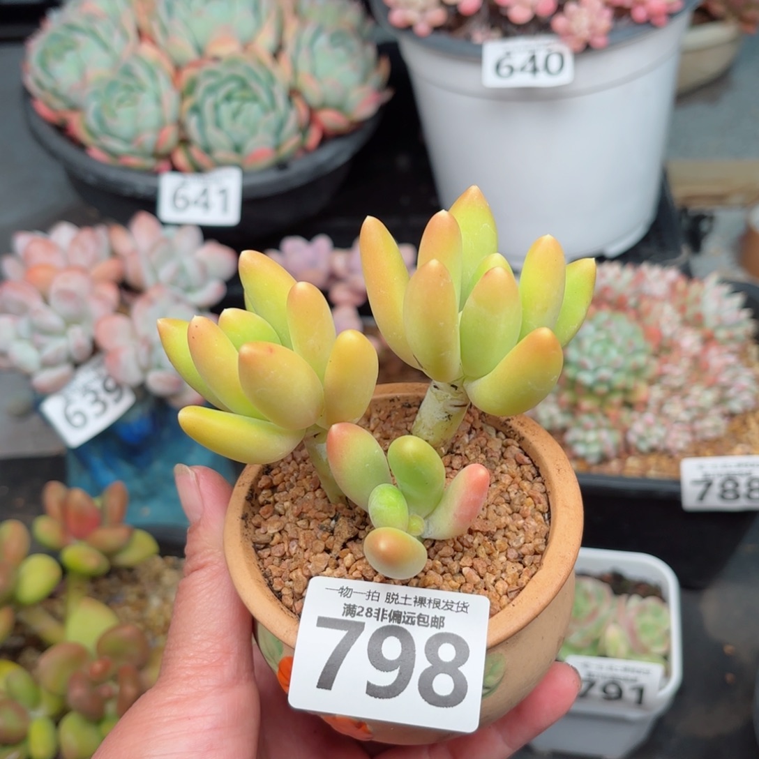 金蟾3头无盆土发货