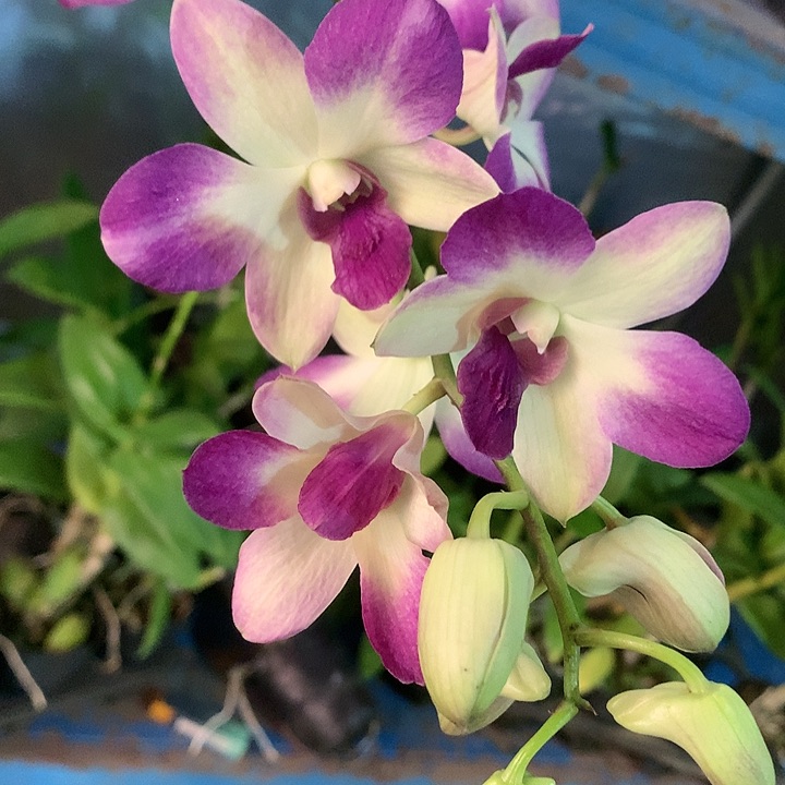 完全开放阿里郎，大小3苗，花叶不包损