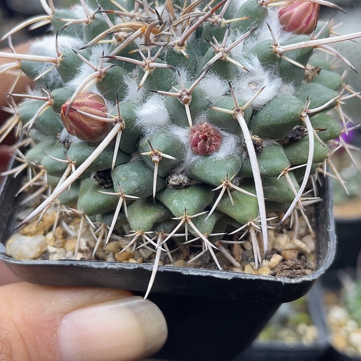 不知名一颗包邮发货