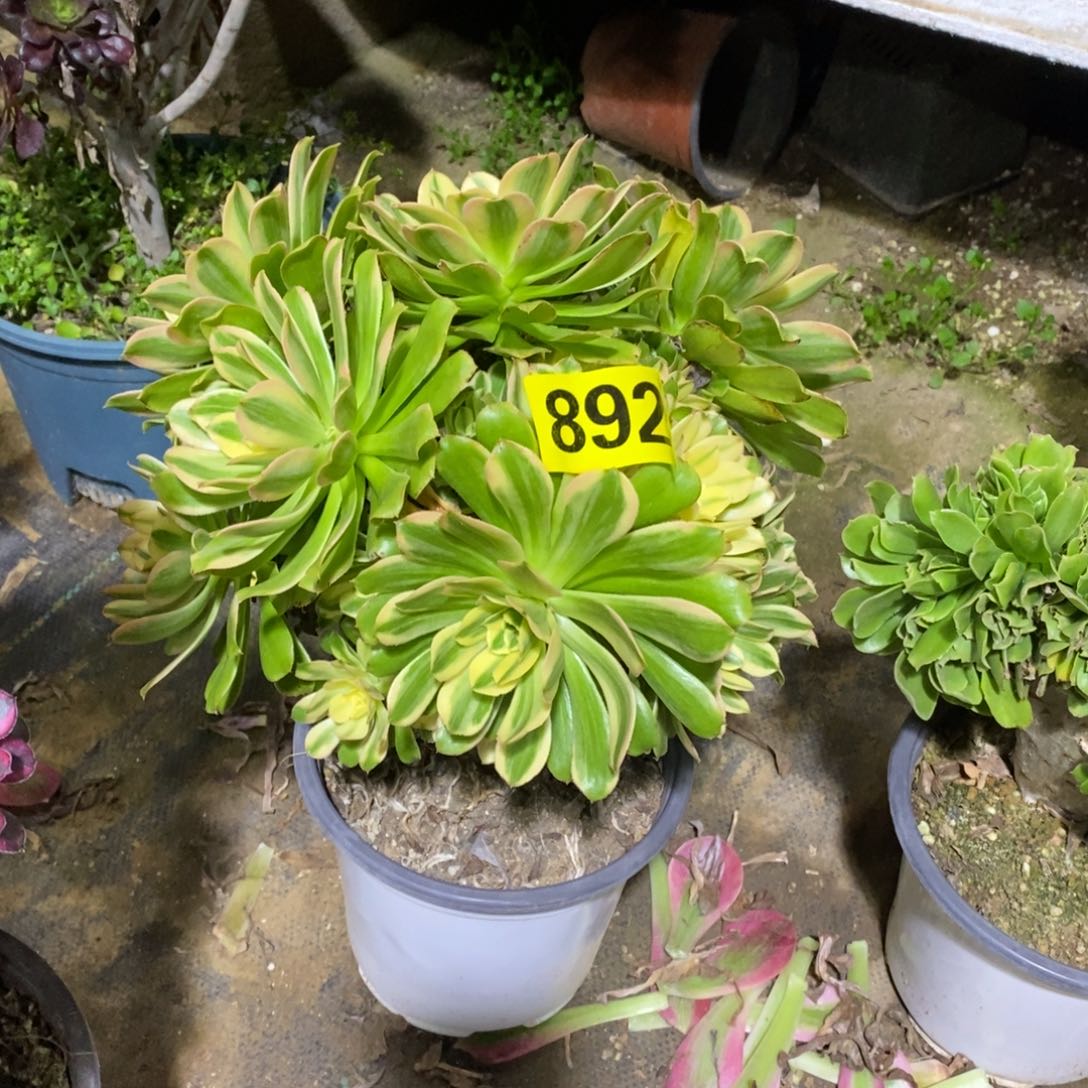 燕日伞多肉法师892