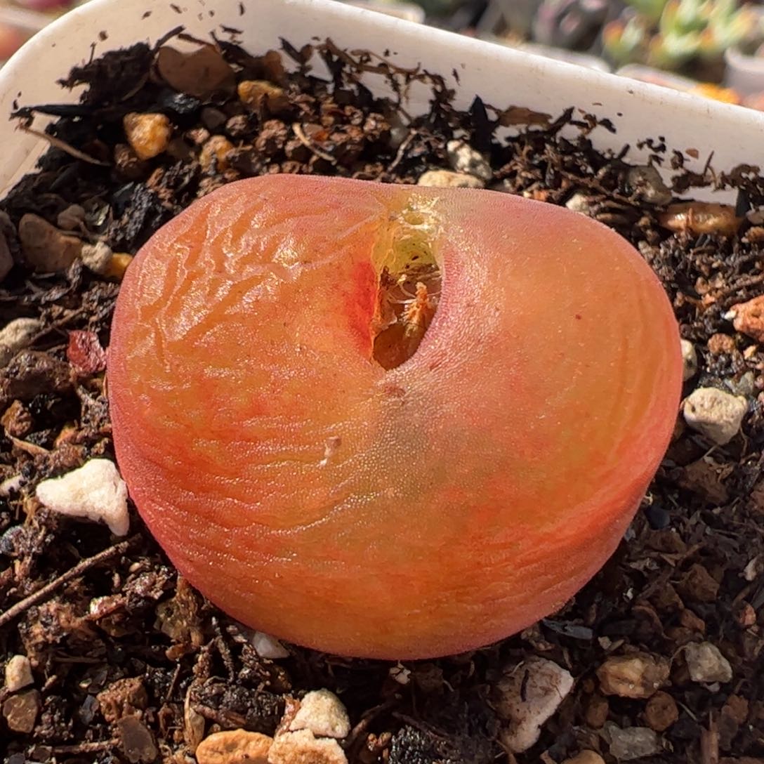 水蜜桃多肉植物百科