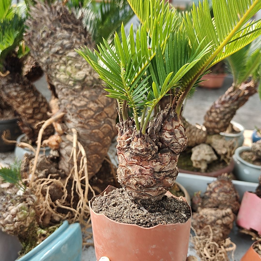 无***聊无花朵白鳞铁盆景基地