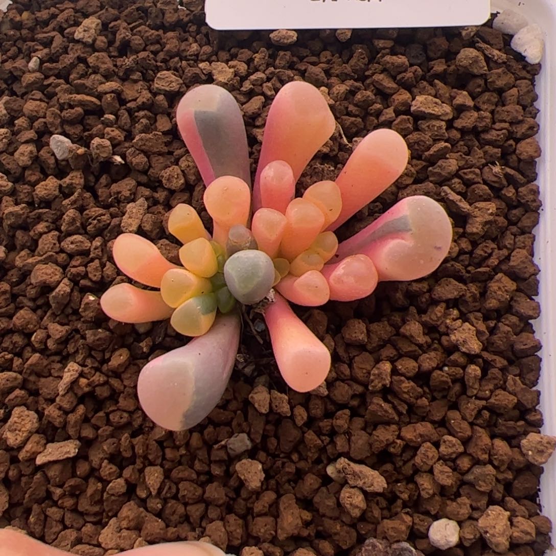 241号五十玲玉锦2.18多肉