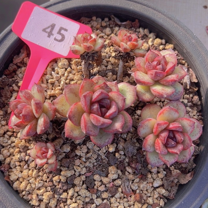 健健康康平平安安