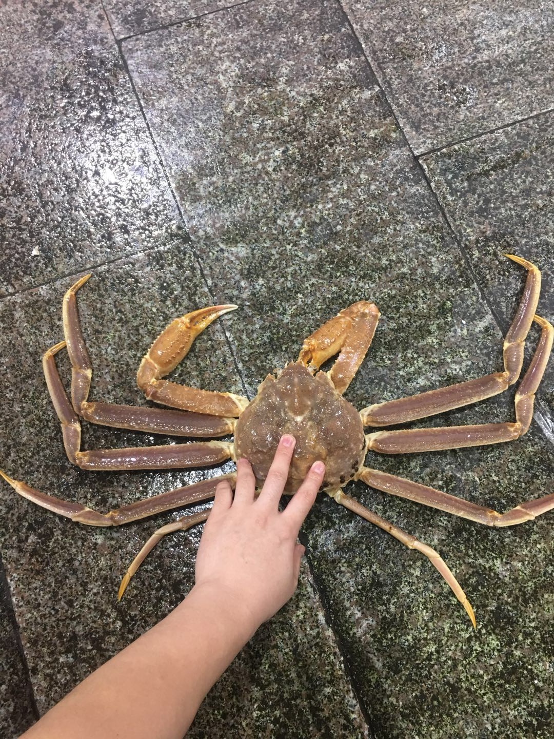 松叶蟹2只3.5-3.8斤左右.部分掉脚，介意慎拍（压冰发）