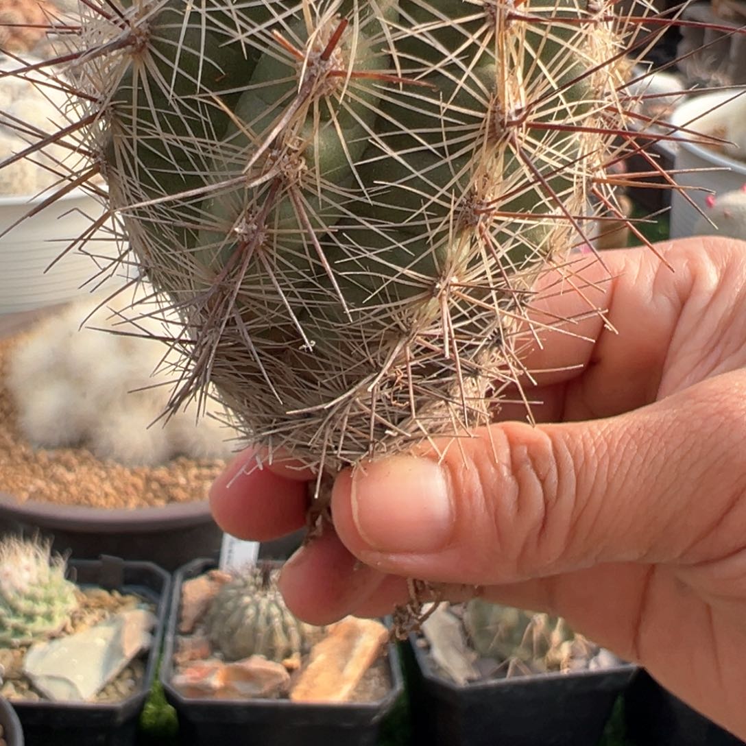 红陶6787旋玉实生