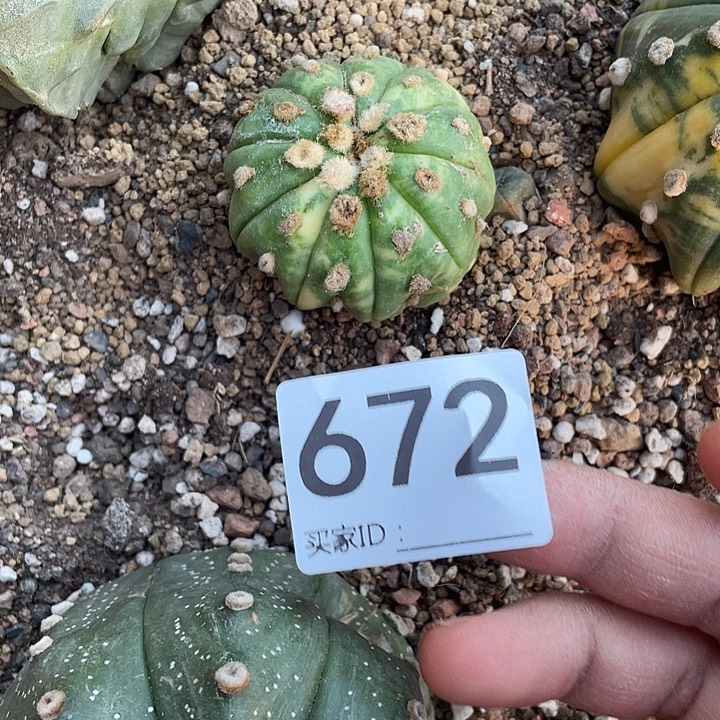 仙人球无花朵兜锦672号