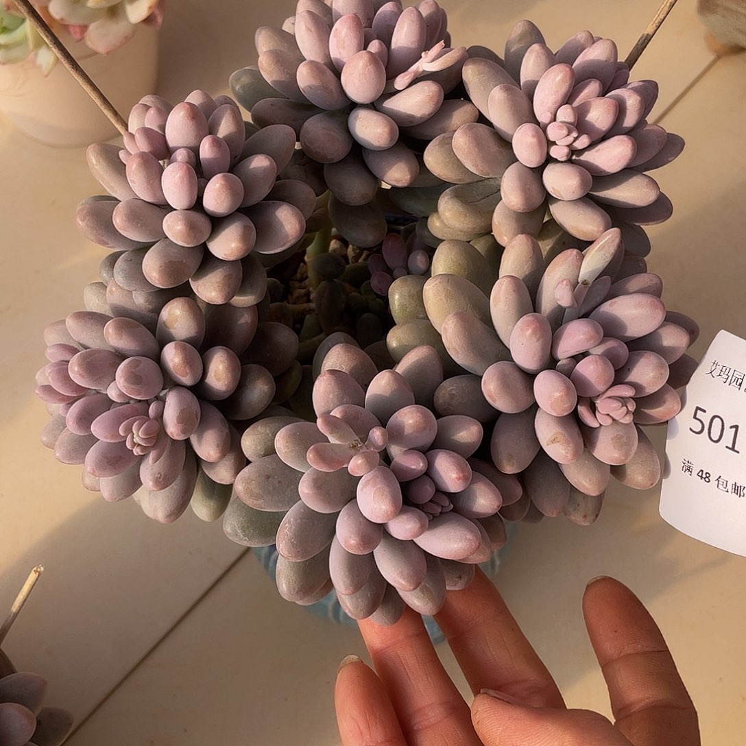 汤圆017 多肉多肉多肉