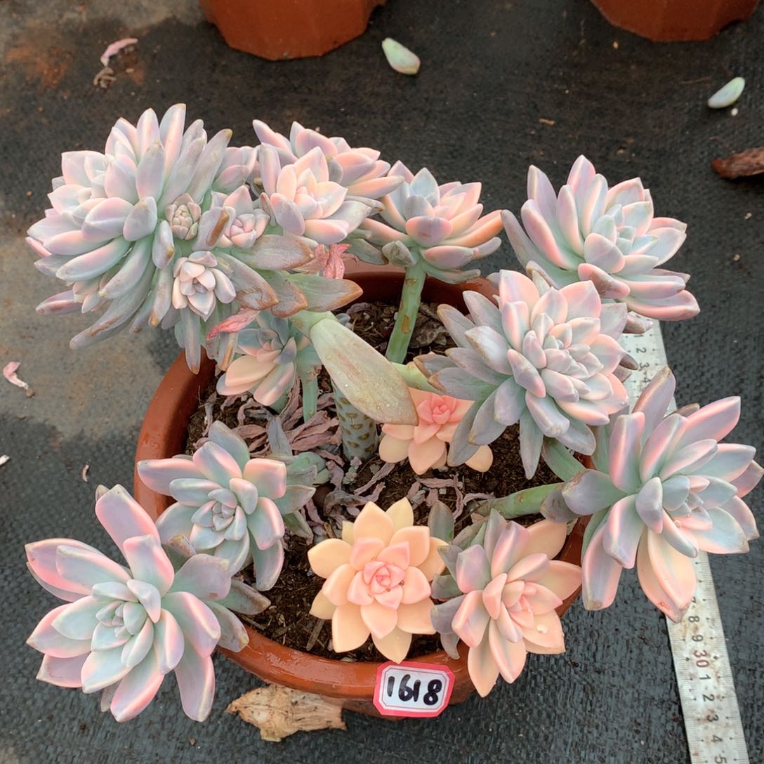 淡雪锦1618晓晓一物一拍