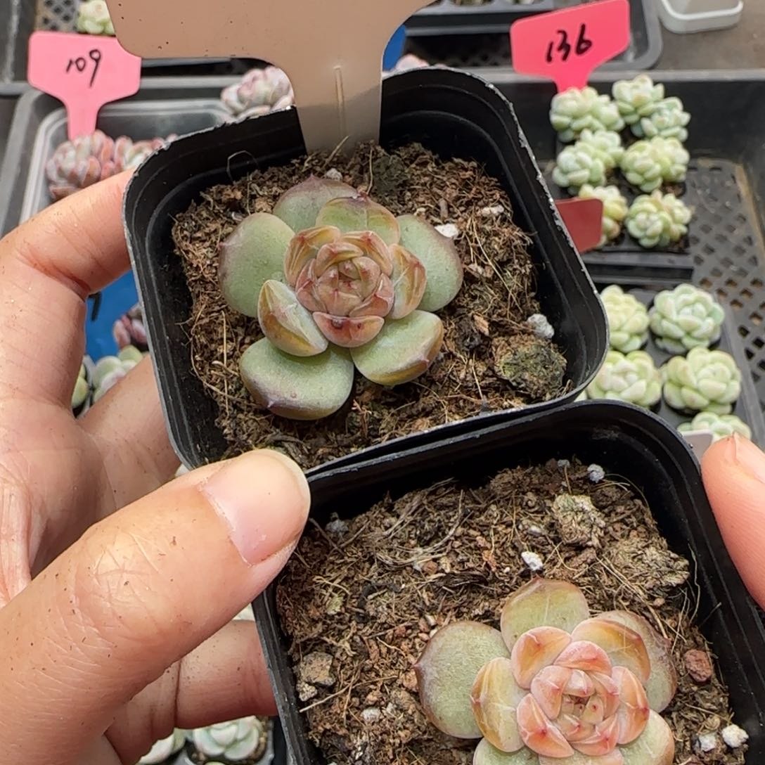 3冰雨哈哈哈哈哈哈