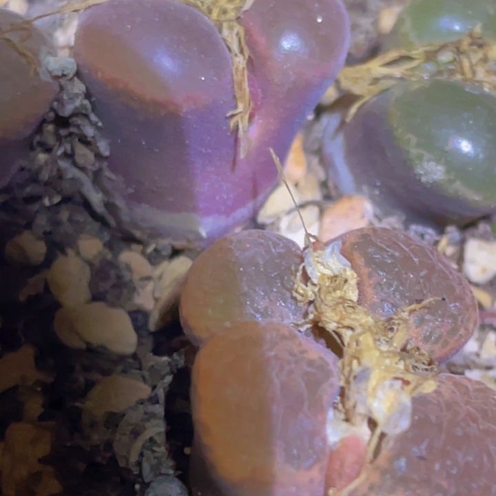 488887888888888888888