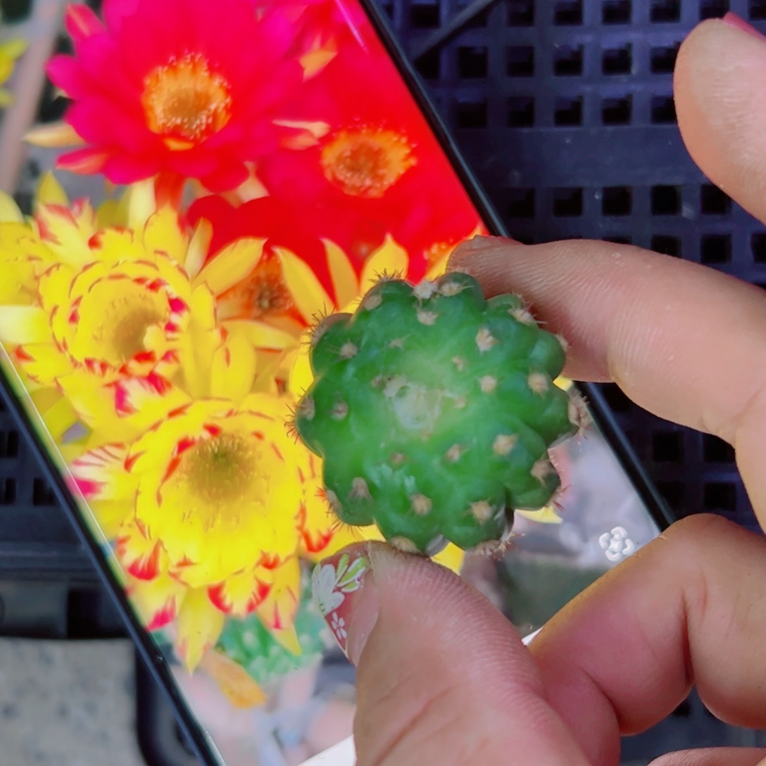 下34丽花变色龙歪无根侧芽3公分左右20包邮