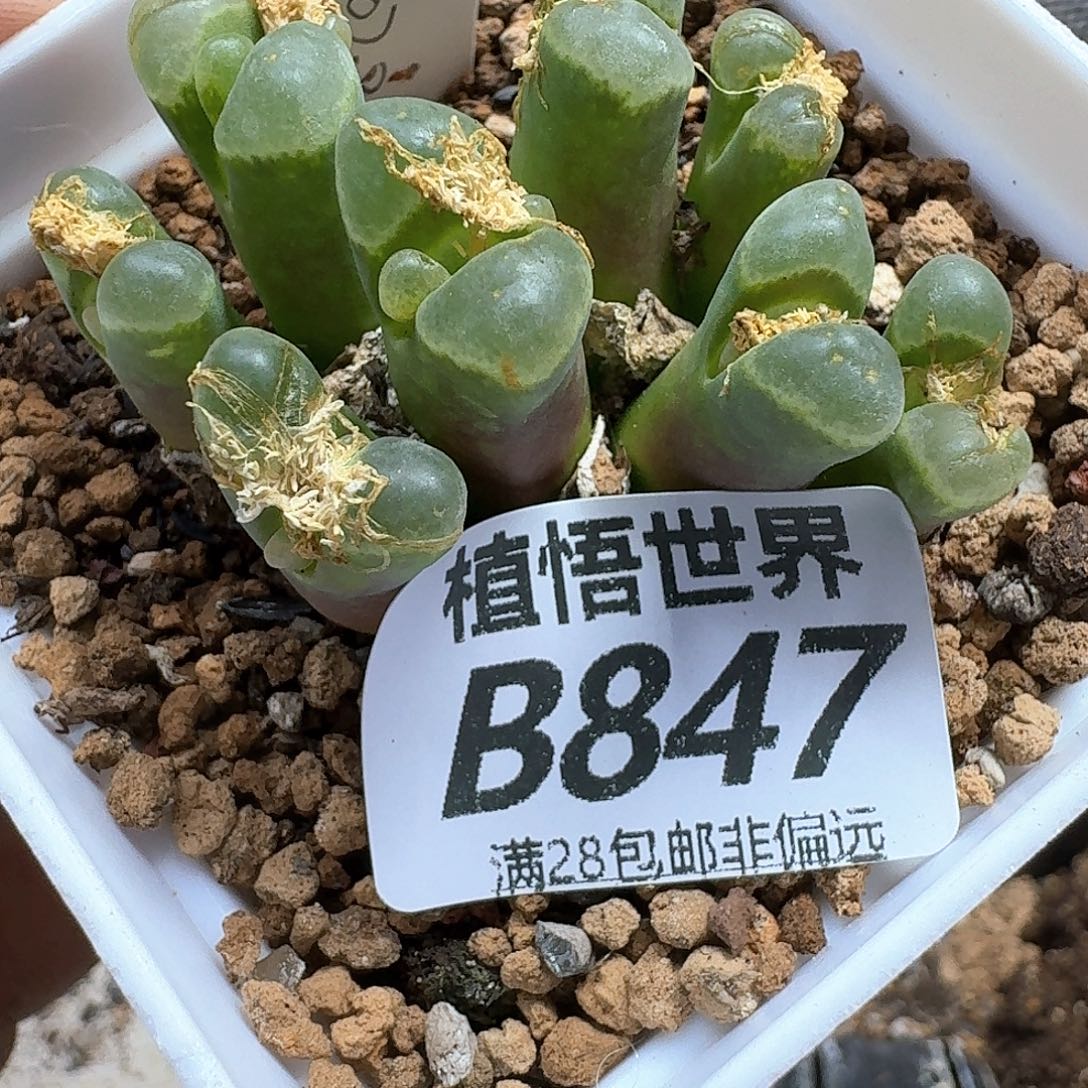 多肉植物的润泽fhhj