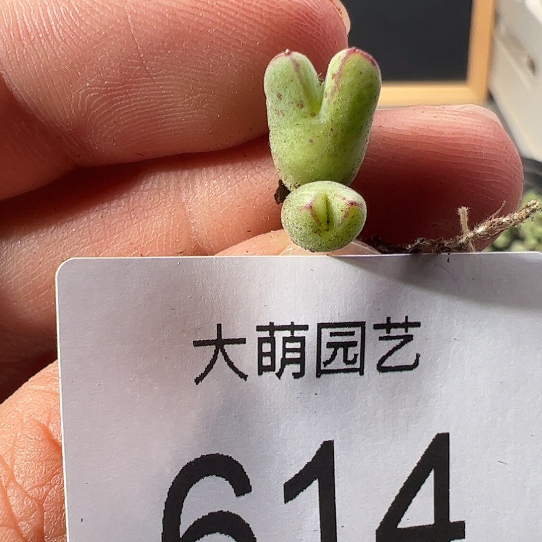 0000614 一物一拍……