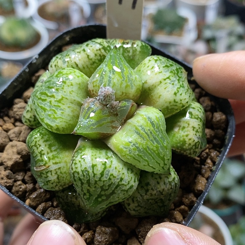 【闪购商品】179绿之狸