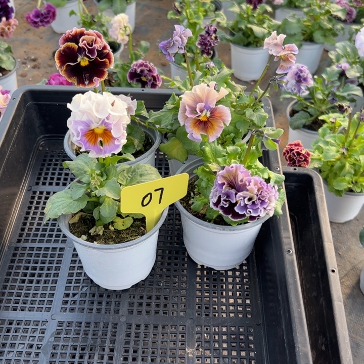 完全开放角瑾07无售后