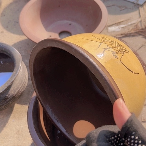 紫砂25:25黄色花哦花盆佳品