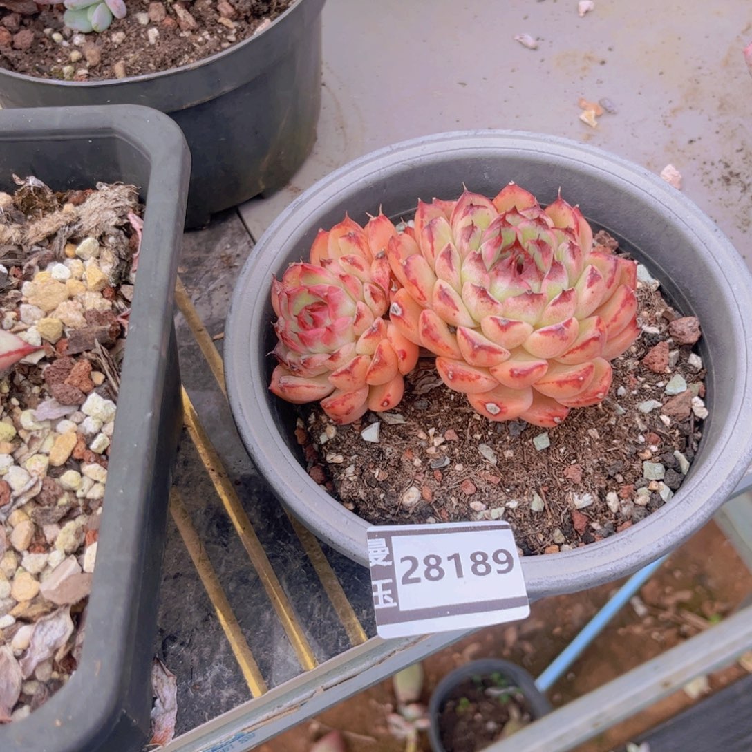 水晶多肉植物28189