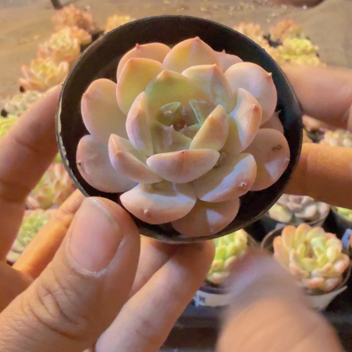 314，带盆带土发货