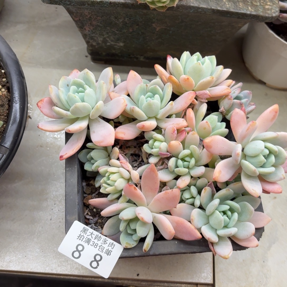 【***】黑大帅多肉88冷香