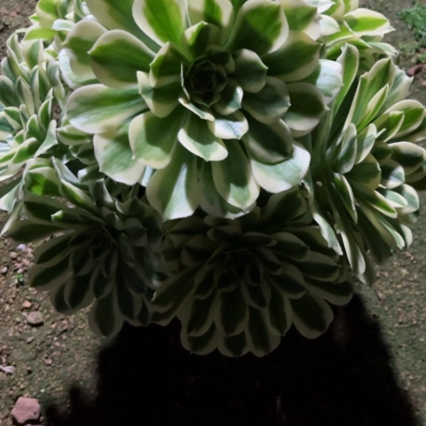 夏**族多肉植物迈巴赫锦