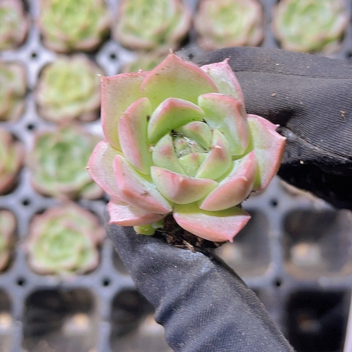 72精品霓虹2颗一组