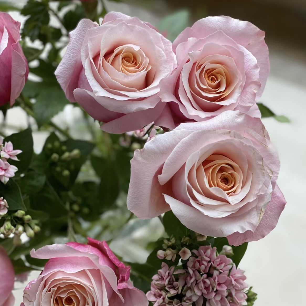 火烈鸟 月季花 玫瑰花 盆栽花卉绿植 四季开花