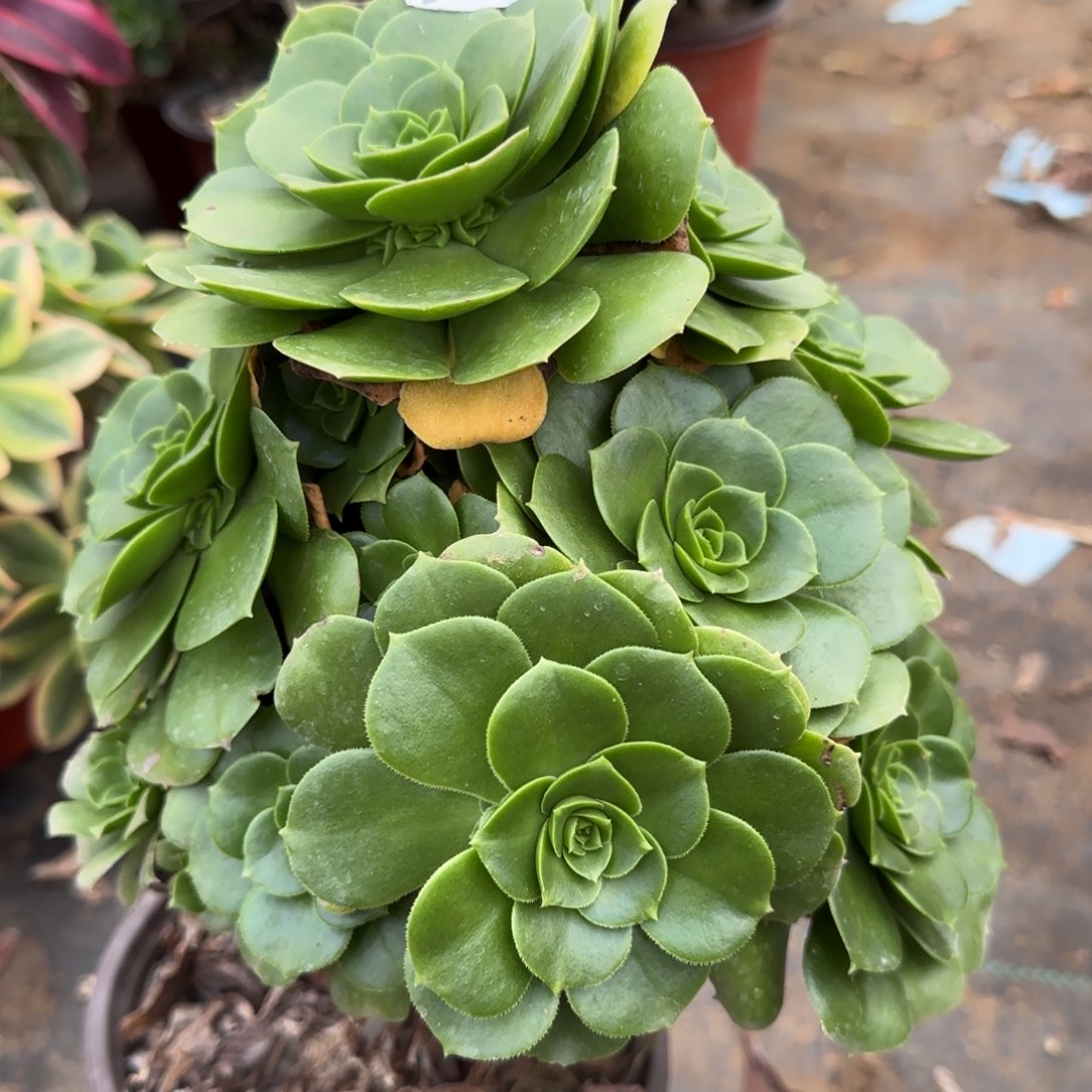 绿羊绒多肉788满28包邮断枝不包