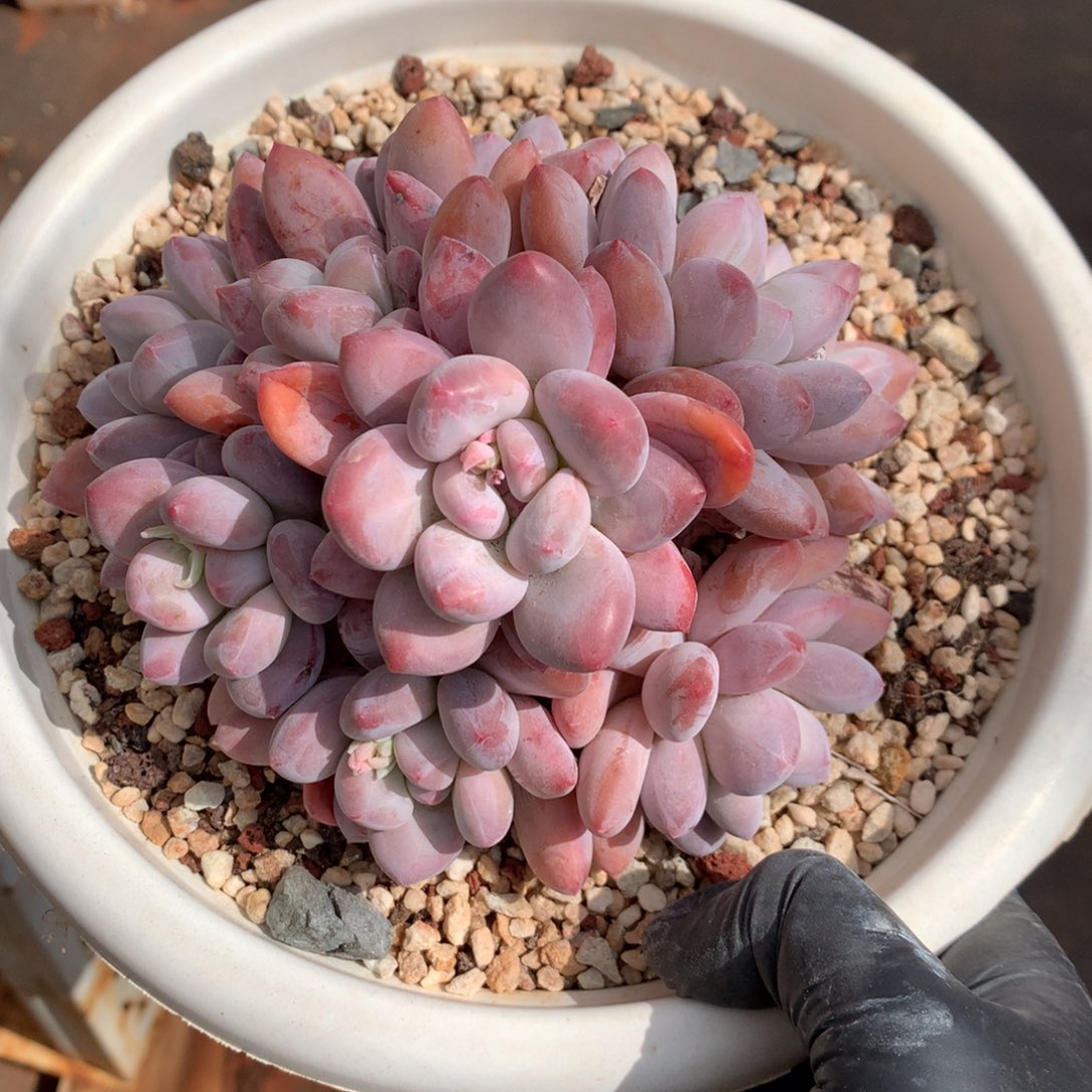 香水全状态老桩mojlul。 