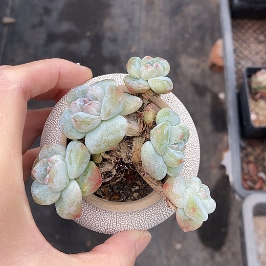 .**肉1187多肉植物老桩